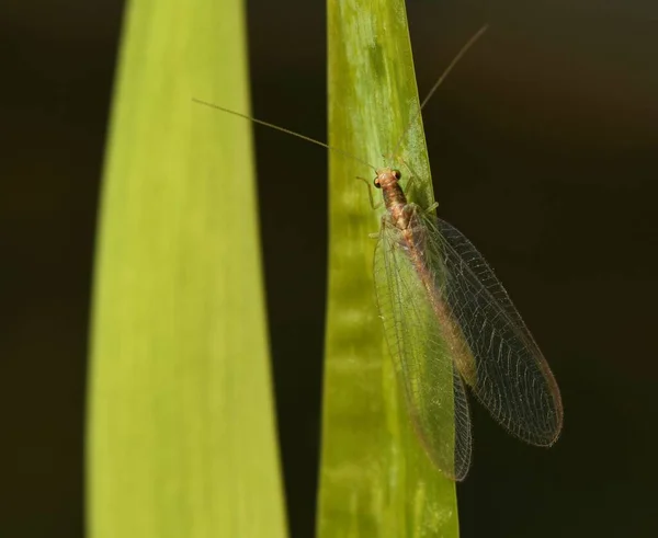 Chrysoperla Έντομο Carnea Neuroptera Lacewings Ομάδα Φύλλα Και Βράδυ Ήλιο — Φωτογραφία Αρχείου