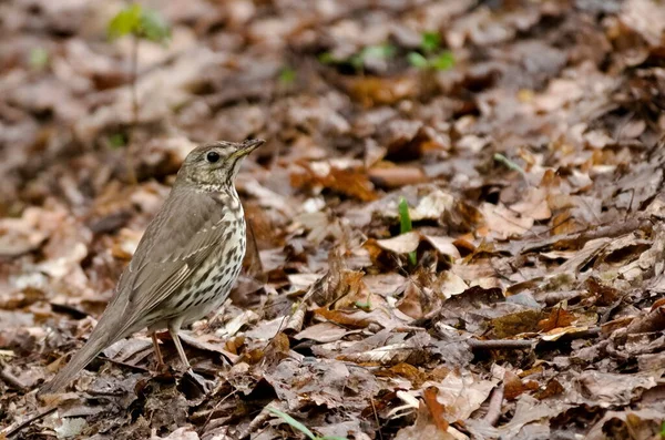 Song trush aka Turdus philomelos european singing bird in the forest is searching for food in leafs.