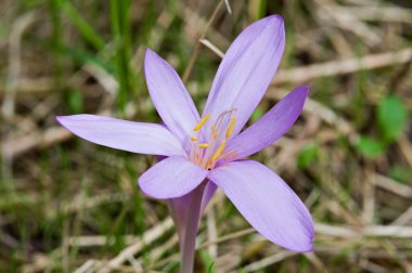COLCHICUM AUTUMNALE diğer adıyla COMON AUTUMN CROCUS. Çok zehirli, güzel bir menekşe bitkisi. Çek Cumhuriyeti doğası.