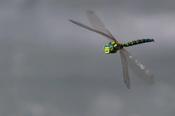 Dragonfly Aeshna Mixta Flight Pond Summer Czech Republic Nature Negative — Stock Photo, Image
