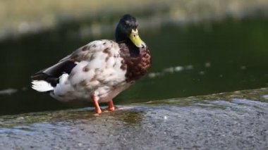 Anas Platyrhynchos, yaban ördeği yaban ördeği erkeği Ronov kapsülü Radhotm 'daki Beva nehrinin tüylerini temizliyor..