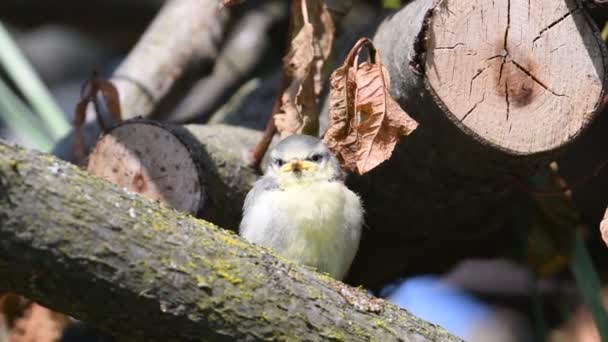Cyanistes Caeruleus Aka Blue Tit Baby Tit First Day Out — Stockvideo