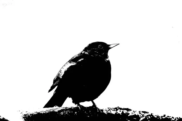 Чорно Білий Графіті Стиль Ілюстрація Пісні Птаха Турдус Мелула Який — стокове фото
