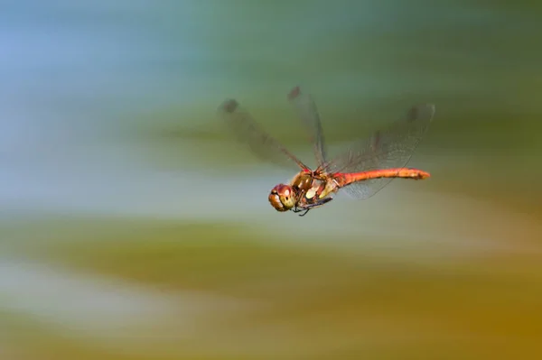 Dragonfly Sympetrum Striolatum 비행에서 대머리로 알려져 있습니다 배경에 여름이요 공화국 — 스톡 사진