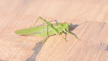 Çekirge Tettigonia viridissima namı diğer büyük yeşil çalı cırcırböceği antenini temizliyor. Çek Cumhuriyeti doğası.