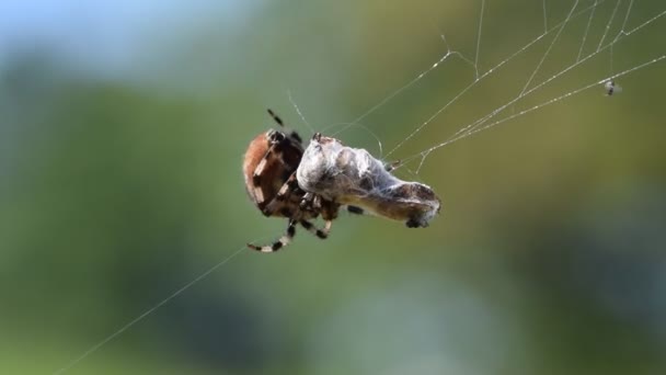 Bahçe Örümceği Dokumacı Araneidae Familyası Muhtemelen Araneus Diadematus Örümcek Ağında — Stok video