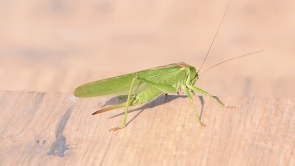 Grasshopper Tettigonia Viridissima Aka Grande Grilo Arbusto Verde República Checa — Vídeo de Stock
