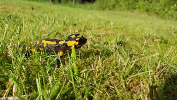 Salamandra Salamandra 火蜥蜴 正在靠近森林的草地上的栖息地散步 色彩艳丽的欧洲两栖动物受威胁物种 — 图库视频影像