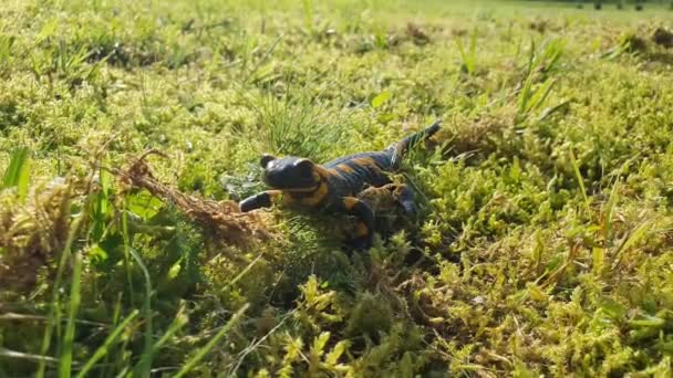 Salamandra Salamandra 火蜥蜴 正在靠近森林的草地上的栖息地散步 色彩艳丽的欧洲两栖动物受威胁物种 — 图库视频影像