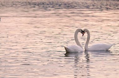 Vltava nehrinde kuğu kalbi şeklinde iki su kuşu renginde. İki kuğu aşığının romantik ruh hali fotoğrafı.