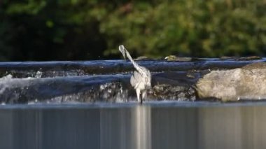 Ardea cinerea namı diğer Grey Heron. Doğal ortamında görkemli balık yiyen kuş. Roznov kapsülü Radhostem 'deki Becva Nehri' nde duruyor. Çek Cumhuriyeti doğası.