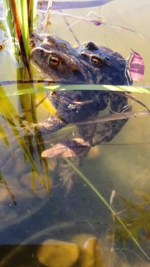 Sıradan kurbağa Bufo bufo çiftleşmesi. Göletin yüzeyinde bir çift dev czech kurbağası. Yaz sonu. Çek Cumhuriyeti doğası.