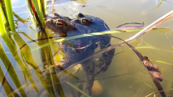 常见的蛤蟆Bufo Bufo耦合 池塘表面的一对巨大的刺猬蛙 夏末捷克共和国的性质 — 图库视频影像