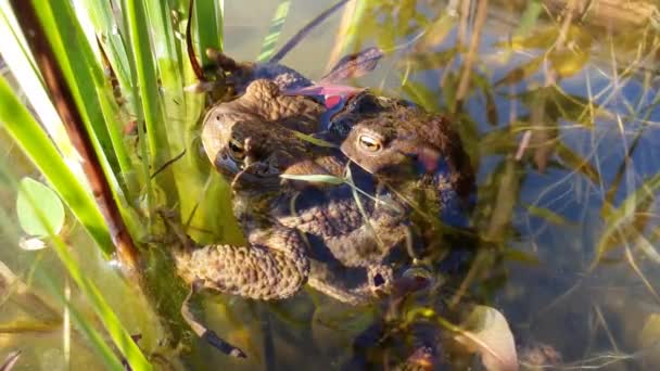 일반적인 두꺼운 Bufo Bufo 연못의 표면에 거대한 개구리의 공화국 — 비디오