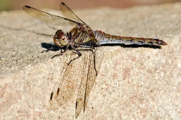 Dragonfly Sympetrum Striolatum Aka Darter Comum Está Sentado Pedra Verão — Fotografia de Stock