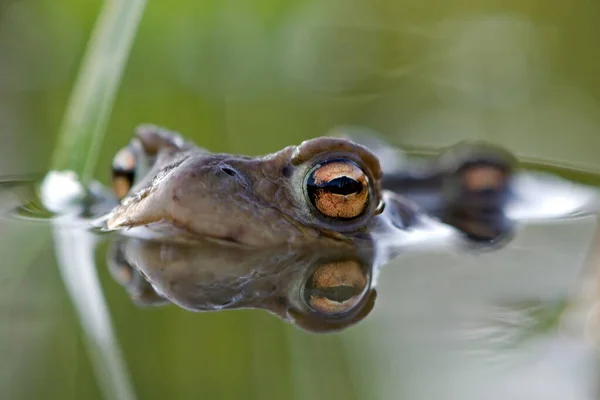 Sıradan kurbağa Bufo bufo çiftleşmesi. Göletin yüzeyinde bir çift dev czech kurbağası. Detaylar gözlere. Yaz sonu. Çek Cumhuriyeti doğası.