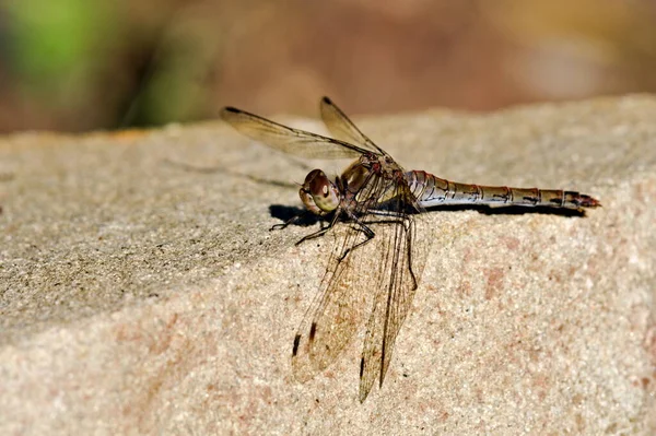 Dragonfly Sympetrum Striolatum Aka Gemensamma Darter Sitter Stenen Sommar Tjeckiska — Stockfoto
