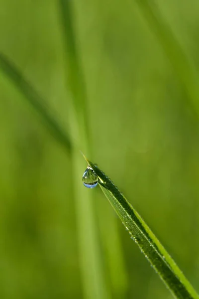 夏末的露珠在草丛中 在稻草顶部的大水滴中反射出的细节 世界在水滴中 柔和的心情照片 天气与环境概念 — 图库照片