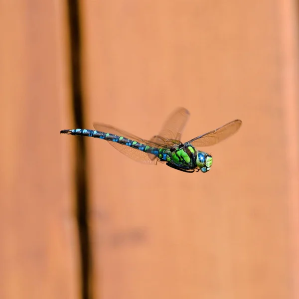 Dragonfly Aeshna Mixta Мігрант Яструб Дракон Польоті Над Ставком Помаранчевий — стокове фото