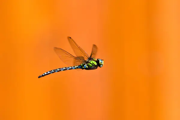 Dragonfly Aeshna Mixta Aka Migrante Hawker Libélula Voo Acima Lagoa — Fotografia de Stock