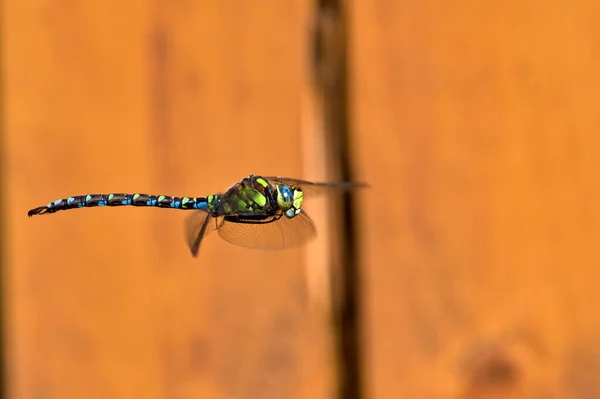 Dragonfly Aeshna Mixta Aka Migrante Hawker Libélula Voo Acima Lagoa — Fotografia de Stock