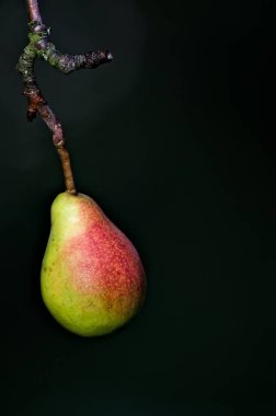 Ağaç dalında kırmızı kabuklu olgun armut siyah zemin üzerinde izole. Sonbahar geliyor. Hasat zamanı.