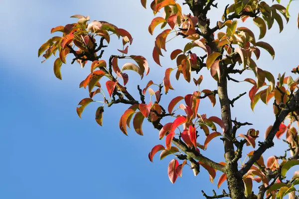 Autumn is coming. Colorful leaves on the pear tree branch isolated on blue sky background.Sunny day. Late summer mood photo.