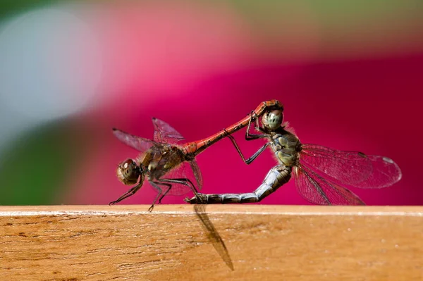 Mating Pair Dragonfly Sympetrum Striolatum Aka Common Darter Isolated Green — Stock Photo, Image