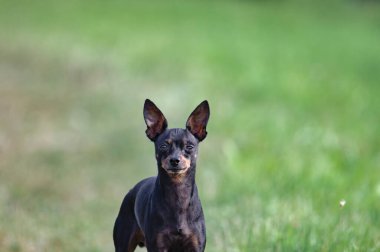 Minik köpek yavrusu pinscher 'ın portresi. Bulanık yeşil arka plan. Yazın sonlarında tarlada yakalandı..