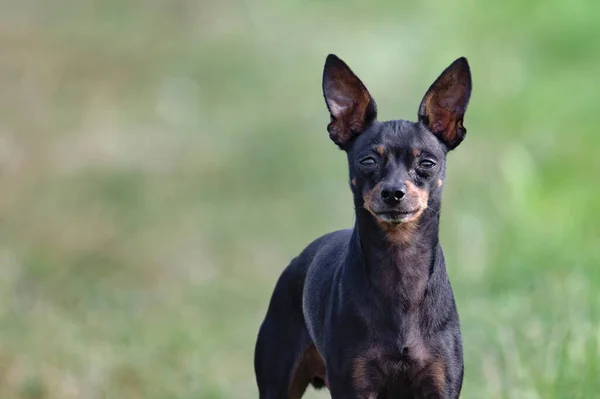 Retrato Minúscula Raza Canina Miniatura Pinscher Fondo Verde Borroso Capturado — Foto de Stock