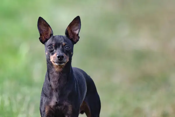 Retrato Minúscula Raza Canina Miniatura Pinscher Fondo Verde Borroso Capturado — Foto de Stock