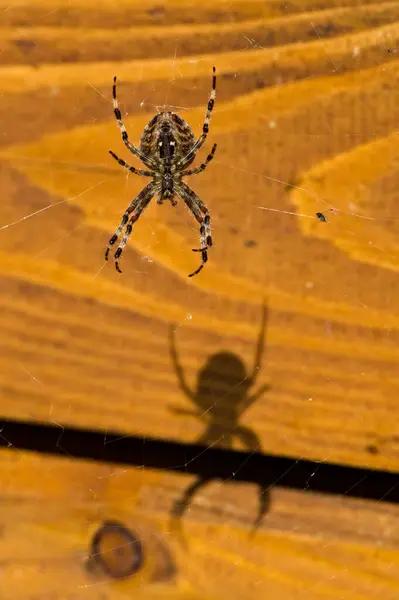 Giant Garden Spider Orb Weaver Aka Araneus Diadematus His Creepy — Stock Photo, Image