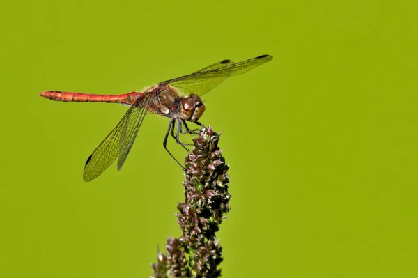 Dragonfly Sympetrum Striolatum Aka Darter Comum Está Sentado Flor Pântano — Fotografia de Stock