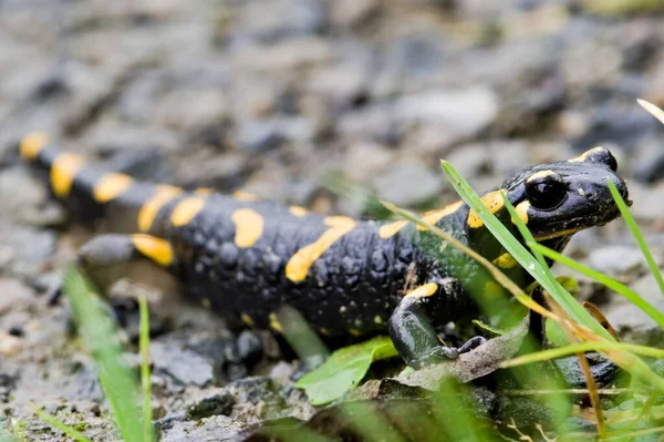Salamandra Salamandra Alias Salamandre Feu Dans Son Habitat Début Automne — Photo