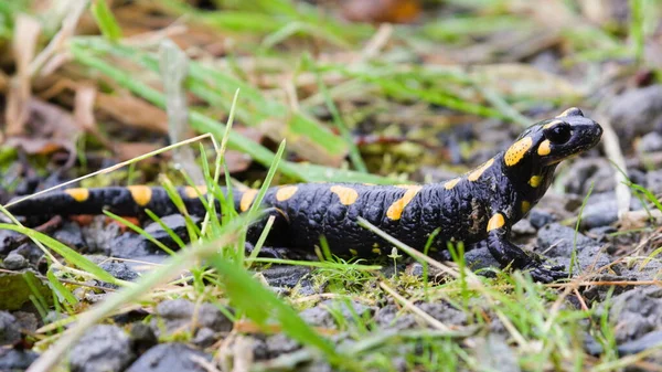 Salamandra Salamandra Aka Salamandra Fuego Hábitat Principios Otoño República Checa — Foto de Stock