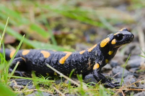 Salamandra salamandra aka fire salamander in his habitat in early autumn. Czech republic nature.