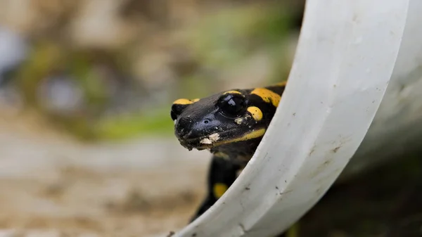 Salamandra Salamandra 'nın yakın portresi, nam-ı diğer yangın semenderi, sonbaharın başında kendi habitatında. Plastik kovada yürüyorum. Çek Cumhuriyeti doğası.