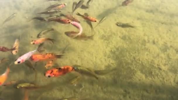 Lagoa Cheia Carassius Auratus Aka Goldfish Carne Peixe Espera Comida — Vídeo de Stock
