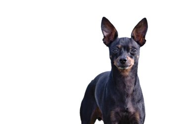 Minik köpek yavrusu pinscher 'ın portresi. Beyaz arka planda izole edilmiş. Yazın sonlarında tarlada yakalandı..