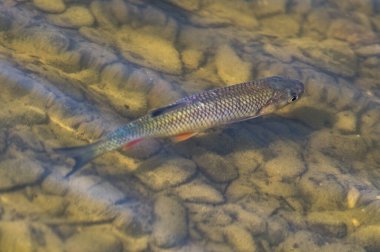 Tatlı su balığı Squalius cephalus nam-ı diğer Avrupa chub Çek Cumhuriyeti 'ndeki Kacabaja Gölü' ndeki habitatında yüzüyor. Sonbaharın başı.