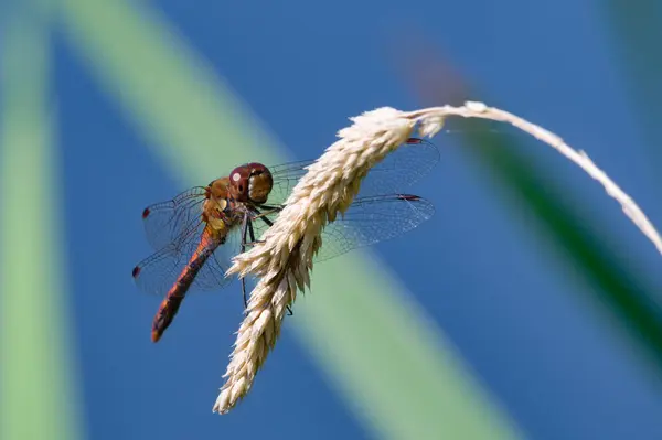 Dragonfly Sympetrum Striolatum Aka Darter Comum Está Descansando Palha Isolado — Fotografia de Stock