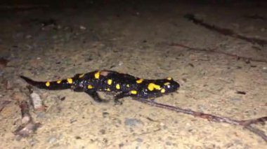 Salamandra semendra namı diğer yangın semenderi gecenin bir yarısı karşıdan karşıya geçiyor. Sonbaharın başında doğal ortamında yakalanmış. Çek Cumhuriyeti doğası.