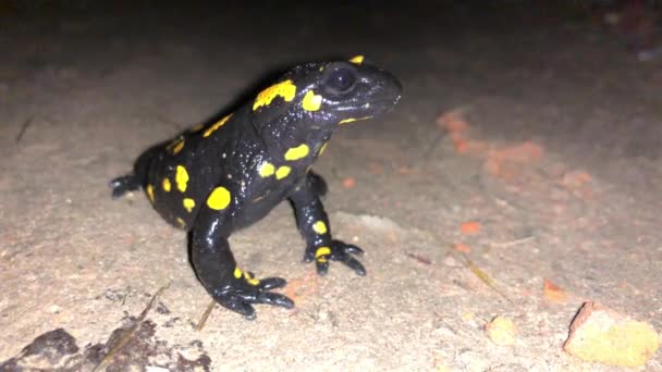 Salamandra Salamandra Aka Vuursalamander Ademt Diep Nacht Gevangen Zijn Habitat — Stockvideo