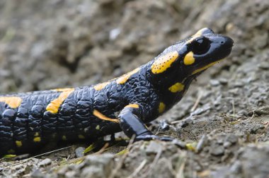 Salamandra Salamandra 'nın yakın portresi, nam-ı diğer yangın semenderi, sonbaharın başında kendi habitatında. Çamurda yürümek. Çek Cumhuriyeti doğası.
