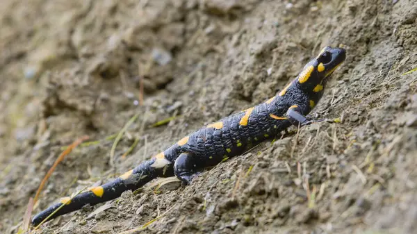 Retrato Cerca Salamandra Salamandra Alias Salamandra Fuego Hábitat Principios Otoño — Foto de Stock