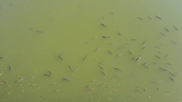 Багато Гігантських Риб Коропа Плавають Греблі Бистриця Поблизу Дамби Чехії — стокове відео