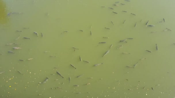 Many Giant Carp Fish Swimming Dam Bystricka Dam Wall Czech — Stock Video