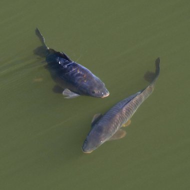İki dev Cyprinus carpio nam-ı diğer sazan balığı Çek Cumhuriyeti 'ndeki baraj duvarının yanındaki Bystricka barajında yüzüyor. Güneşli Sonbahar Günü.