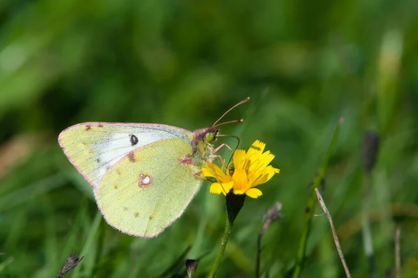 Berger\'s Clouded Yellow butterfly aka Colias alfacariensis on yellow flower. Early sunny day in autumn. Czech republic nature.