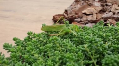 Çekirge Tettigonia viridissima namı diğer büyük yeşil çalı cırcırböceği sonbaharın başlarında bitkinin üzerinde yürüyor. Çek Cumhuriyeti doğası.